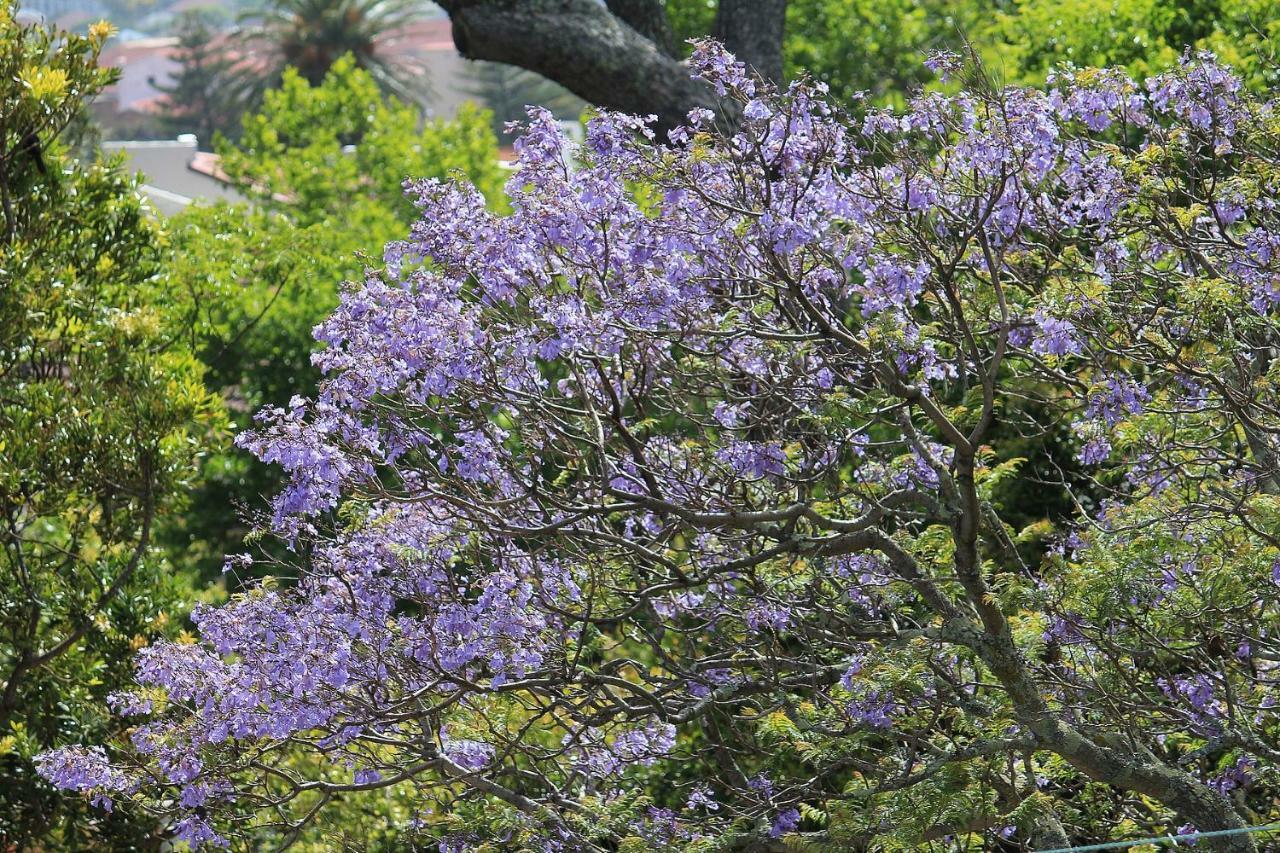 De Tafelberg Guesthouse Cape Town Ngoại thất bức ảnh